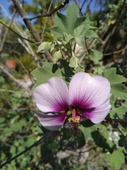 Malva subovata bicolor