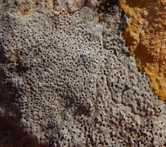 Bagliettoa calciseda