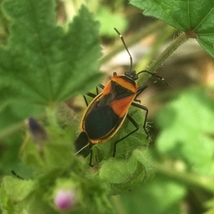 Dindymus versicolor