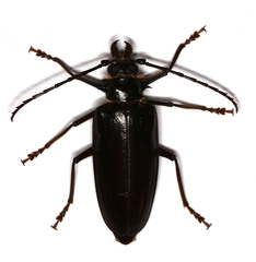 Anthracocentrus capensis