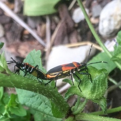 Dindymus versicolor