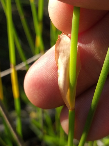 Image of Elegia juncea by (c) kevin koen, some rights reserved (CC BY-SA)
