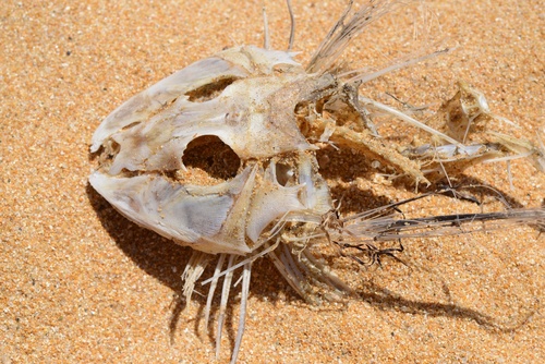 Chelidonichthys kumu