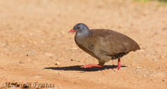 Crypturellus parvirostris