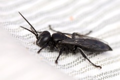 Tachysphex nigerrimus