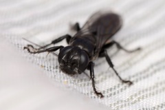 Tachysphex nigerrimus