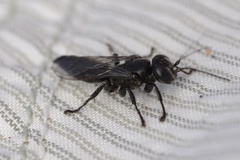 Tachysphex nigerrimus