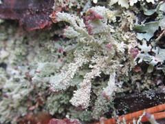 Cladonia parasitica