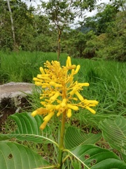 Palicourea guianensis