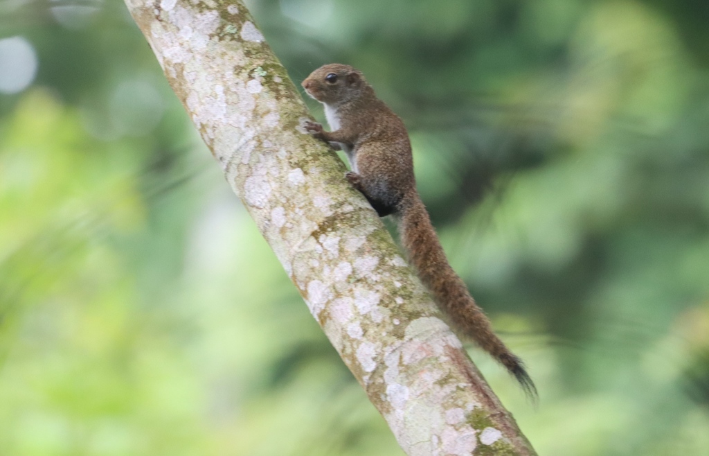 Small Sun Squirrel