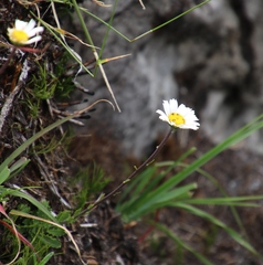 Osmitopsis dentata