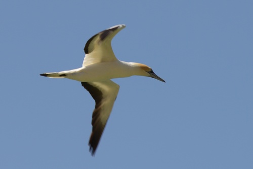 Australasian Gannet (Reefblitz marine species of Queensland 2024 ...