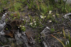 Osmitopsis dentata