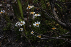 Osmitopsis dentata