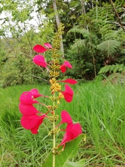 Warszewiczia coccinea