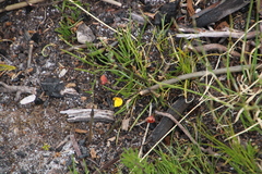 Lebeckia wrightii