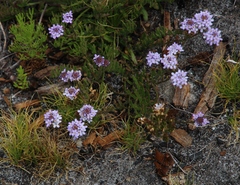 Pseudoselago gracilis