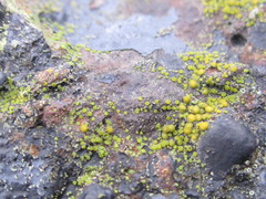 Flavoplaca citrina