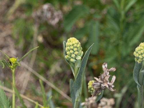 Jejudo ragwort (Ligularia mongolica)