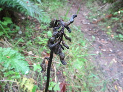 Gastrodia cunninghamii