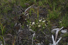 Osmitopsis dentata