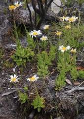 Osmitopsis dentata