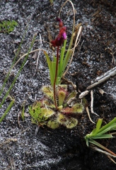 Drosera cuneifolia