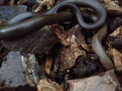 Diadophis punctatus modestus