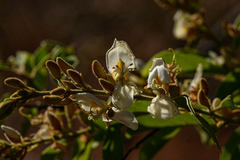 Baphia massaiensis subsp. obovata image