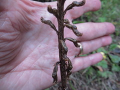 Gastrodia cunninghamii