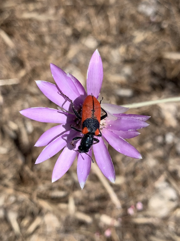 Trichodes oberthueri