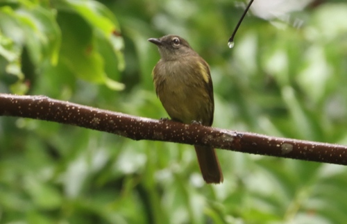 iNaturalist image