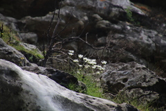 Osmitopsis dentata