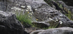 Osmitopsis dentata
