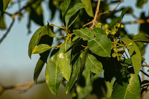 Syzygium guineense image