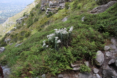 Helichrysum fruticans