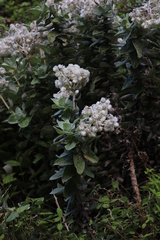 Helichrysum fruticans