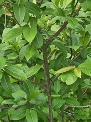 Viburnum cassinoides image