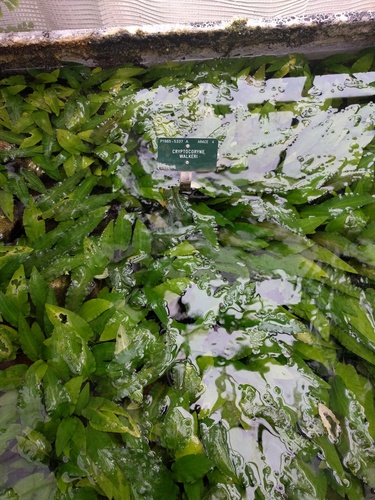 water-trumpet (Cryptocoryne walkeri)