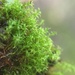 Cylindric Beard-Moss - Photo (c) Paul Cook, some rights reserved (CC BY-NC-ND), uploaded by Paul Cook