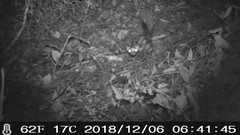 Spilogale angustifrons