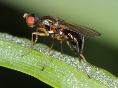 Nemopoda