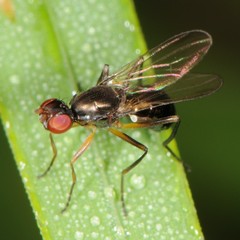 Nemopoda