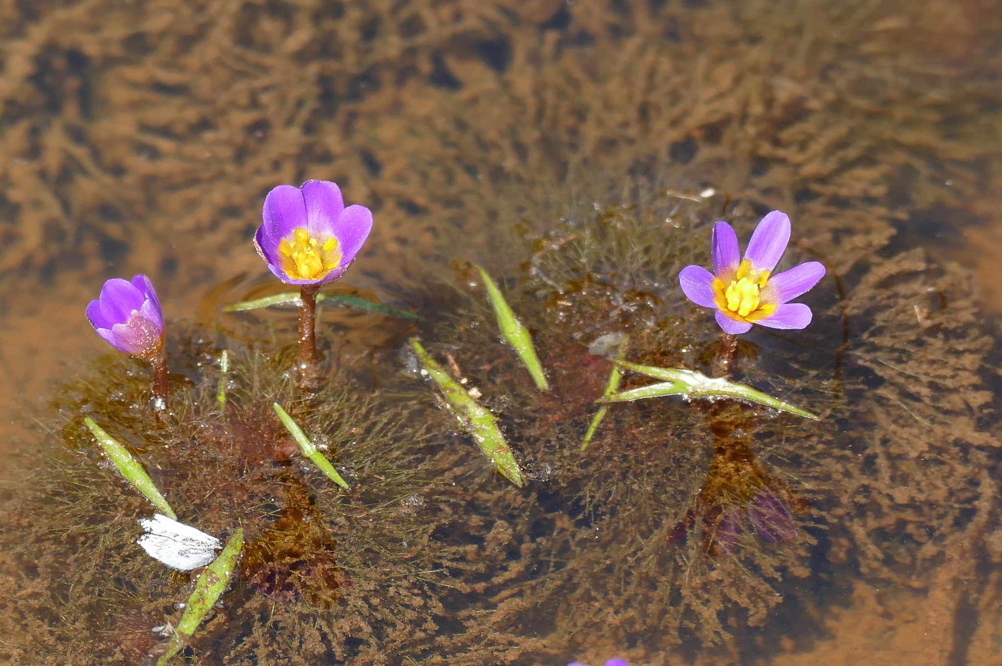 Cabomba furcata