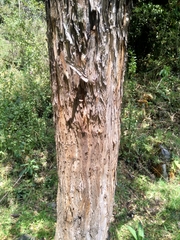 Escallonia paniculata