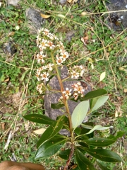 Escallonia paniculata