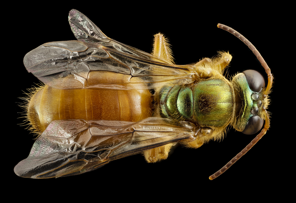 Broad-cheeked Nocturnal-Sweat bee