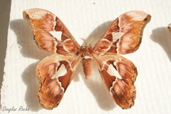 Rothschildia speculifer