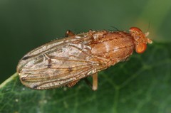 Suillia quinquepunctata