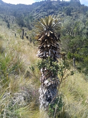 Espeletia guacharaca